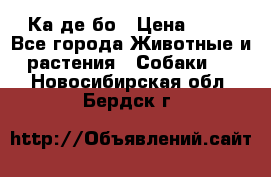 Ка де бо › Цена ­ 25 - Все города Животные и растения » Собаки   . Новосибирская обл.,Бердск г.